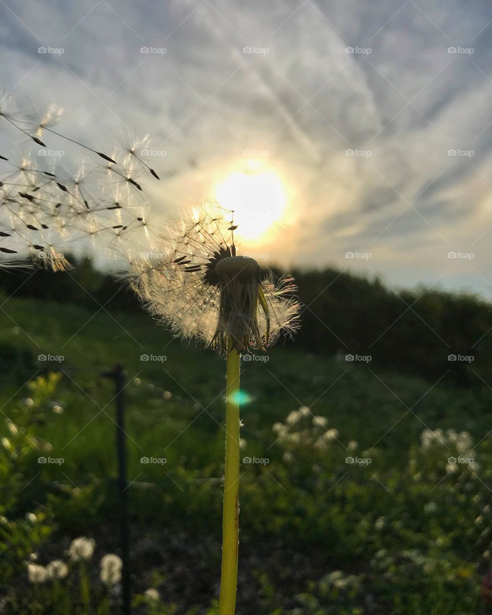 Dandelion