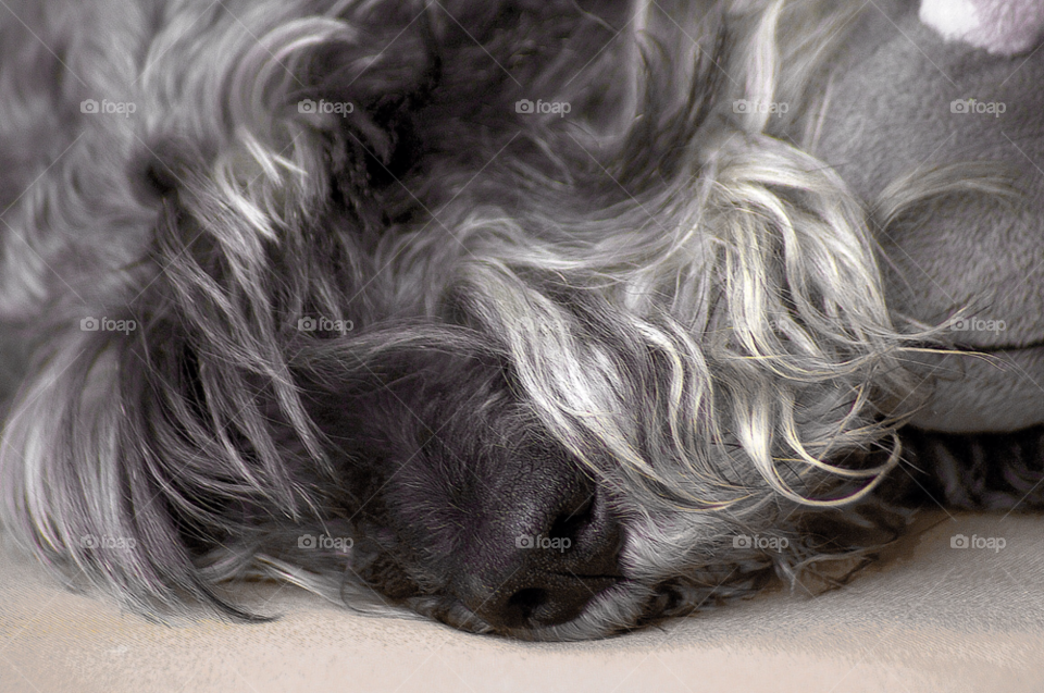 dog pet sleep portrait by resnikoffdavid