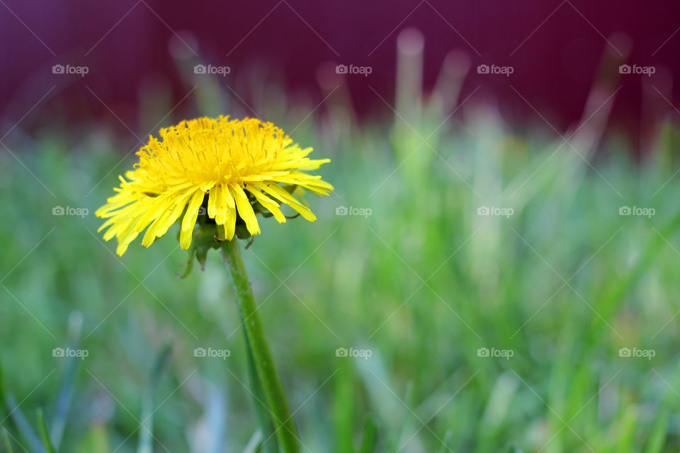 Dandelion, flower, vegetation, plants, meadow, meadow, village, sun, summer, heat, nature, landscape, still life, yellow, white, beautiful, furry,