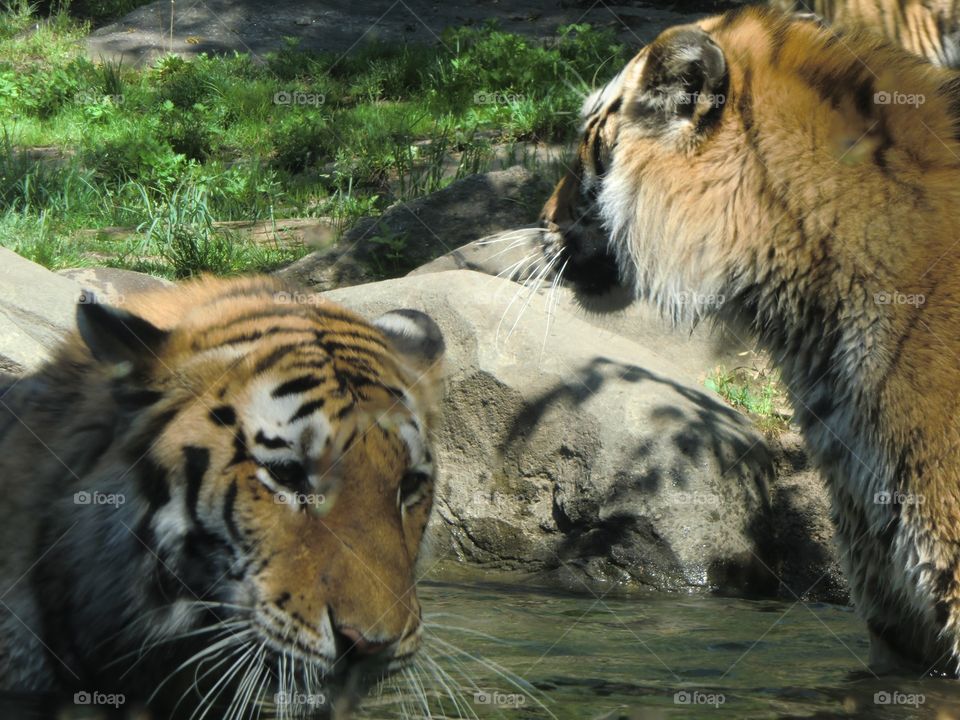 Two Tigers at Bronx Zoo