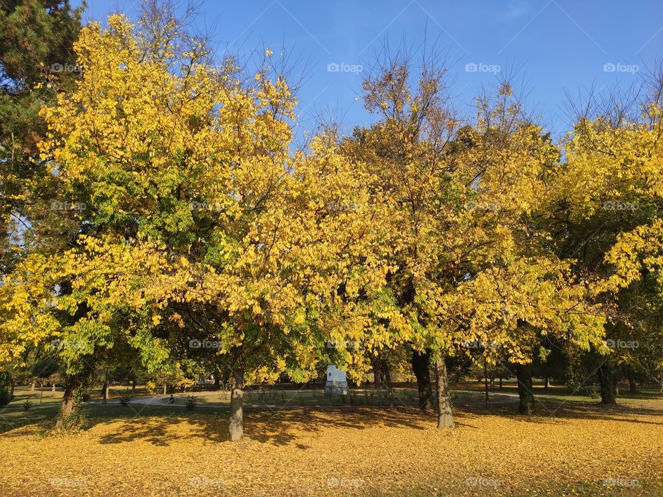 Kastel Ecka Zrenjanin Serbia forest in autumn