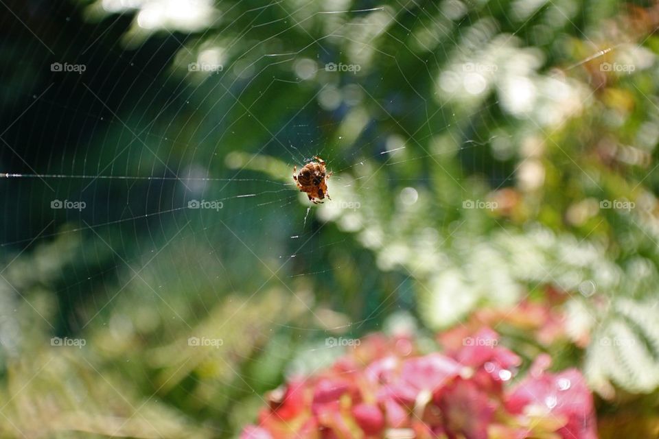 Spider on a web