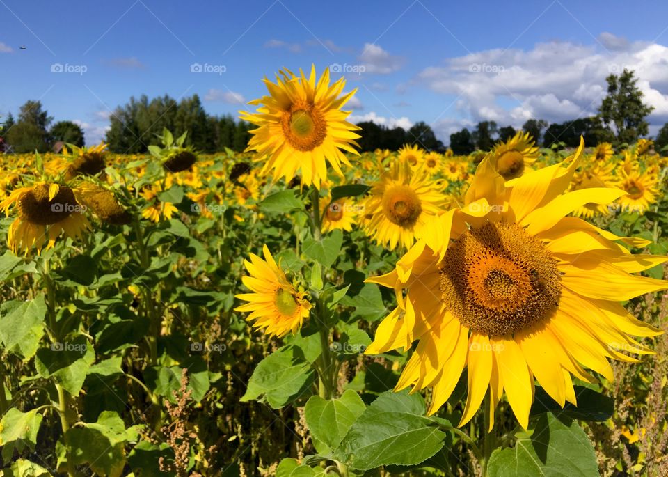 Happy sunflowers