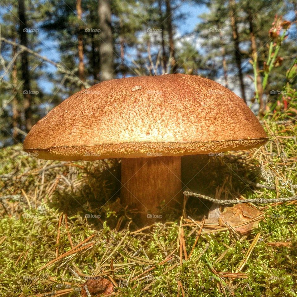 Mushroom in low angle 