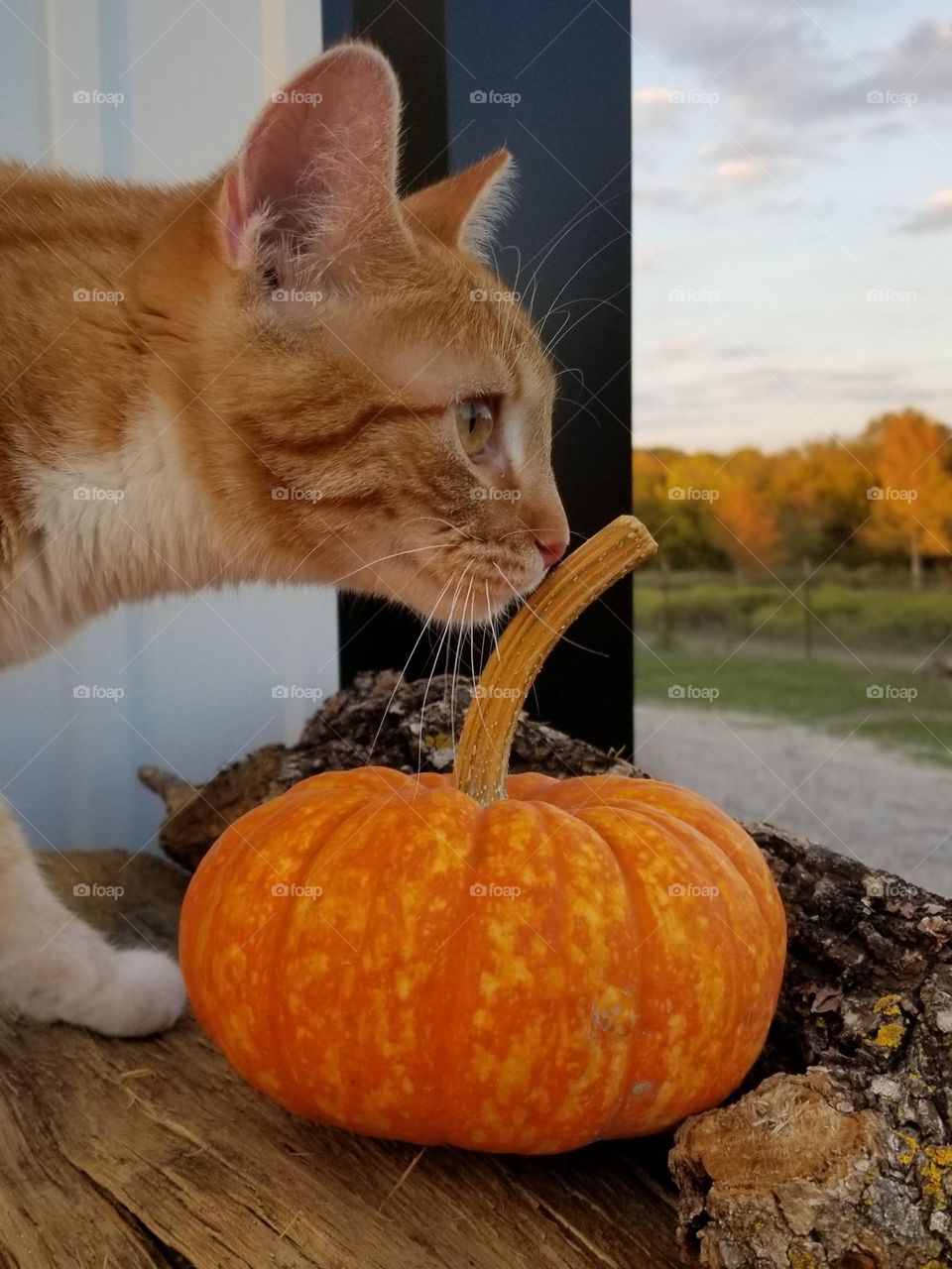 Little pumpkin 🎃 outside in fall with a curious ginger cat 🐈