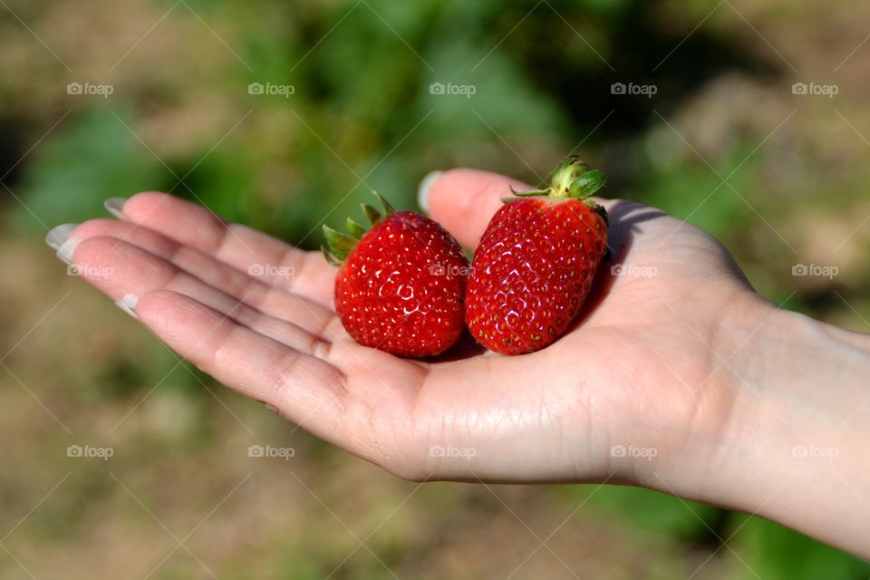 Girl showing strawberries in the hand