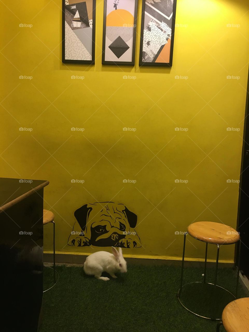 Cafe Rabbit cute 🥰