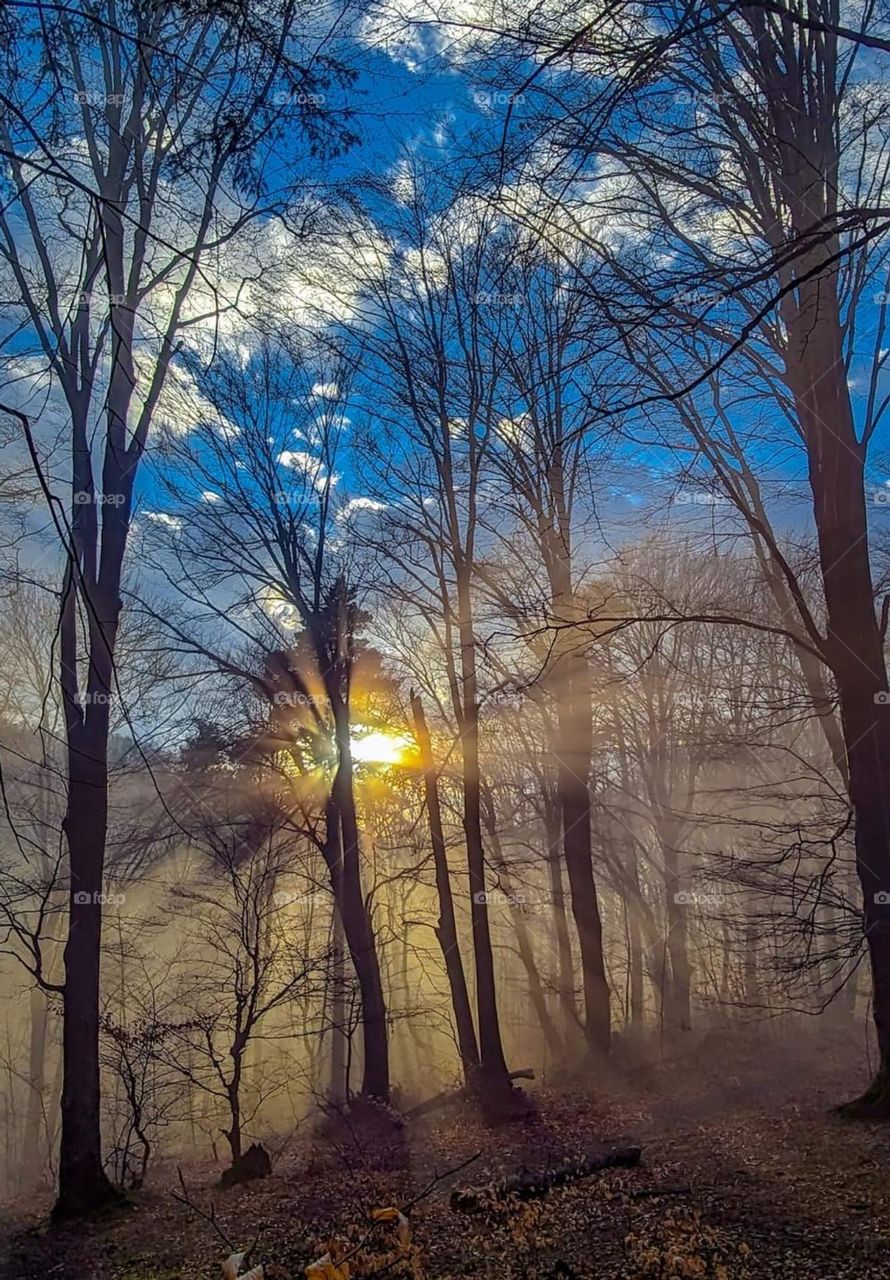 Enchanced lens exploring the magic forest