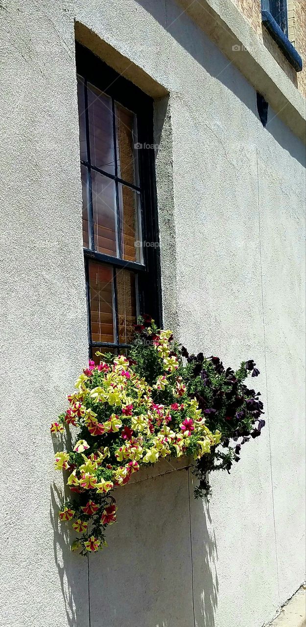 Flowers Window Box