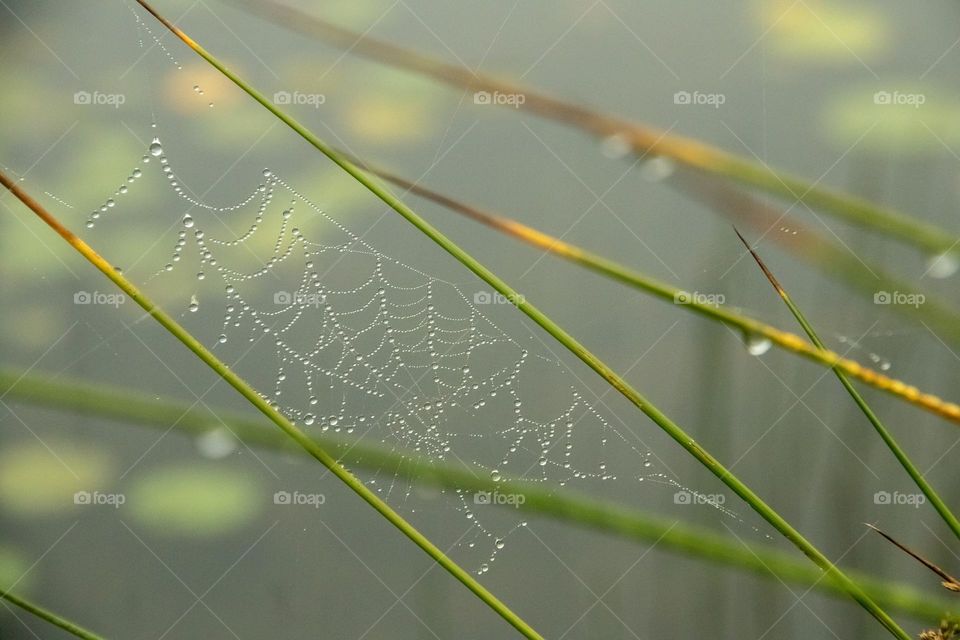 “Caught in the dew.”  A spiderweb is revealed by the dampness of mist that clings to the silky threads.