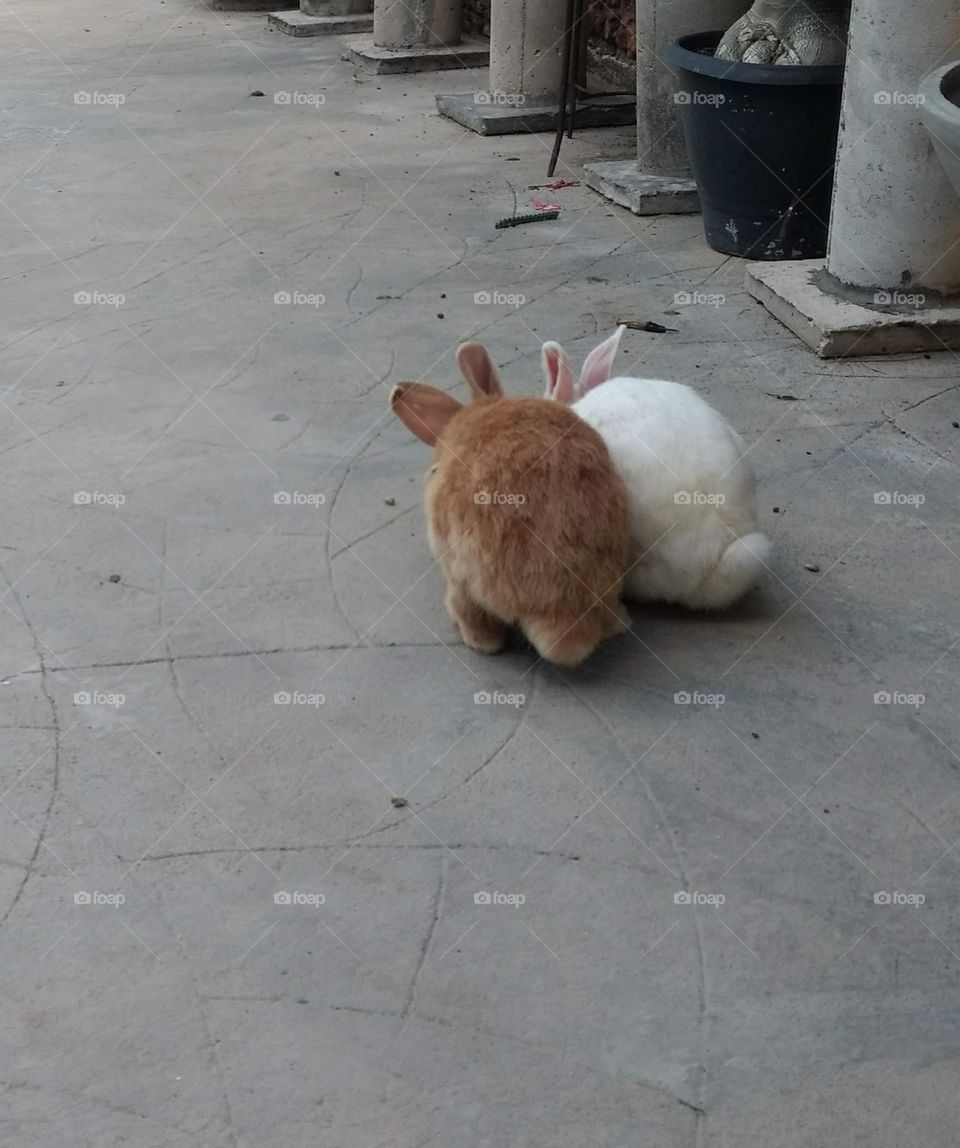 two rabbits, one white and one caramel.