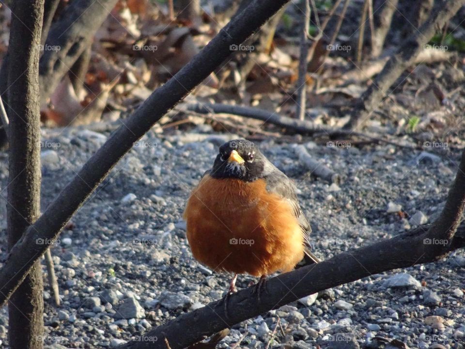 Robin on the bush 