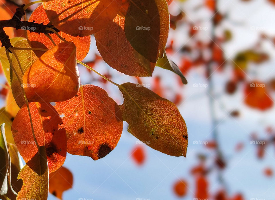 Leaf texture in the autumn light