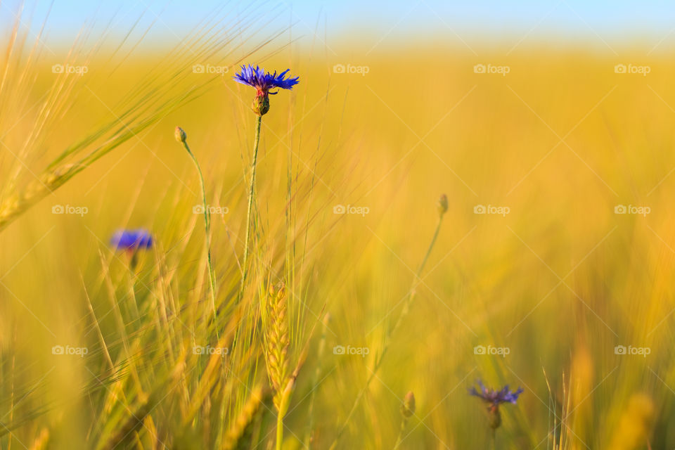 Cornflower on the wheatfield