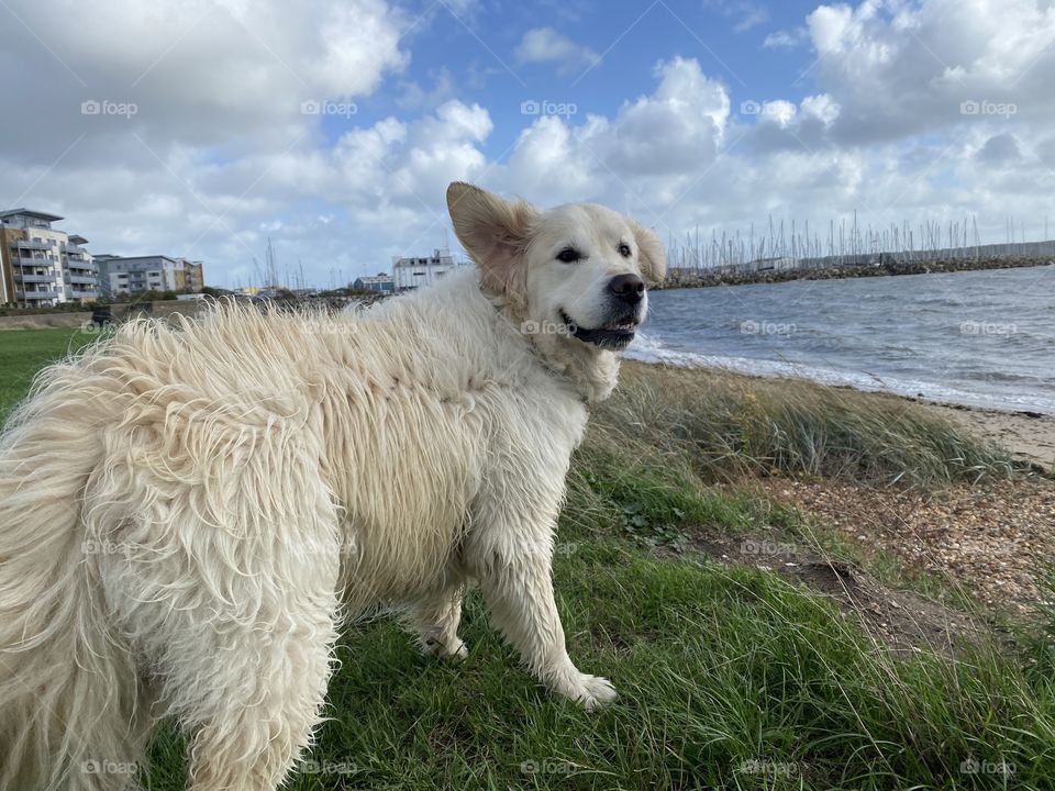 Golden retriever dog wind swept at beach