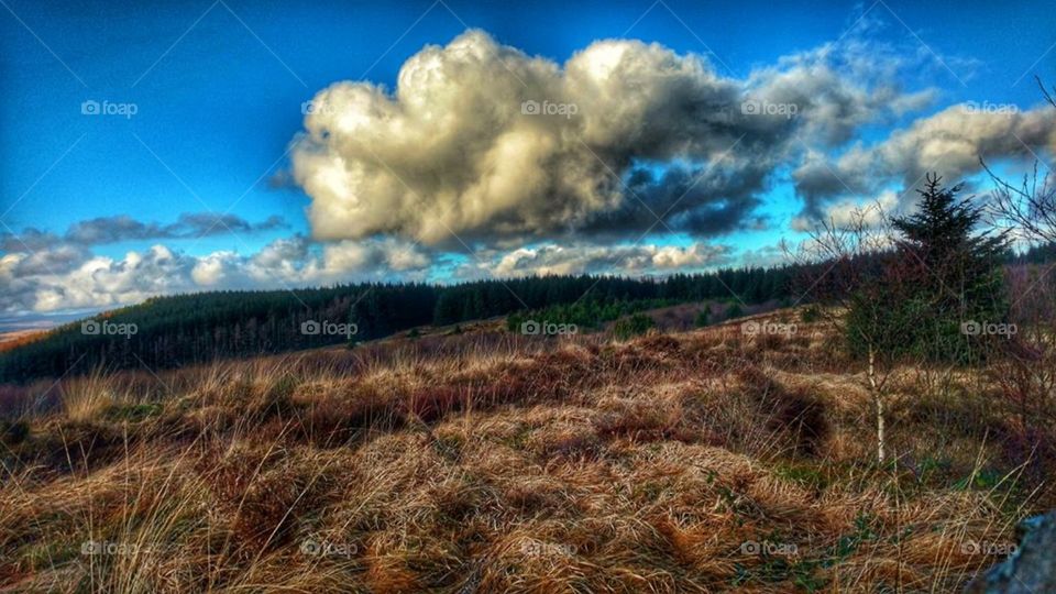 Woodland above Cwmbach, Aberdare, Wales - January, 2018