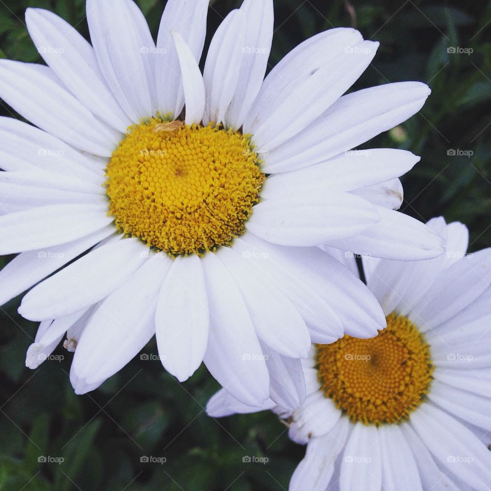 Daisies