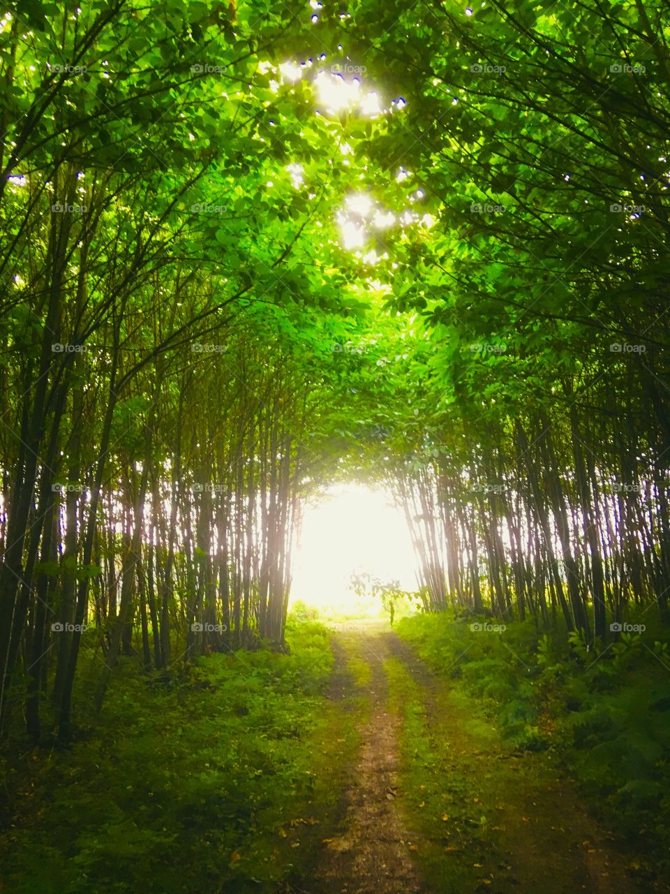 Tree tunnel in an English wood.