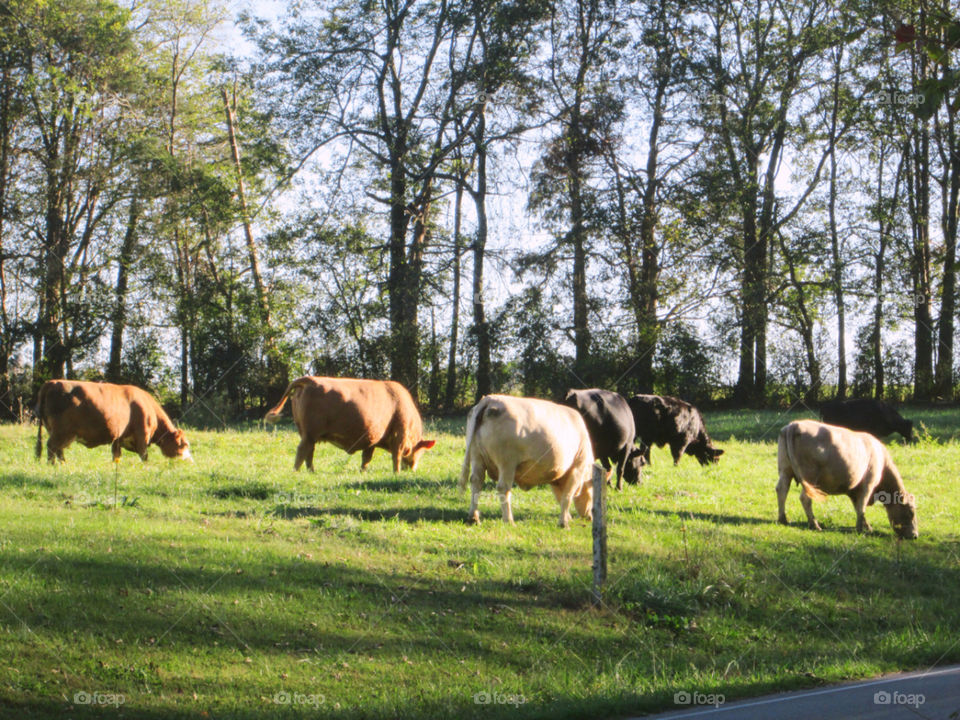 Cows in the pasture