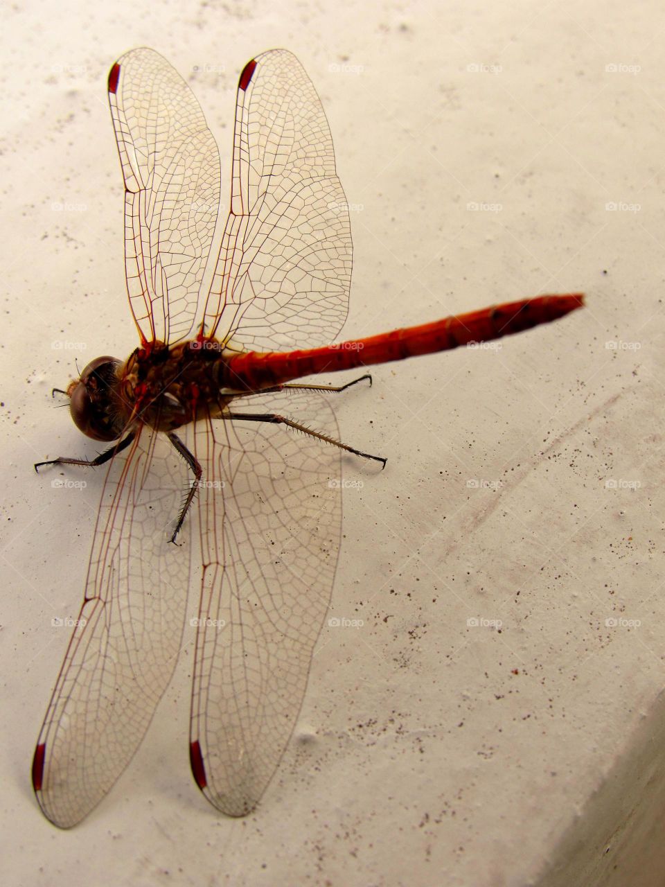 dragonfly