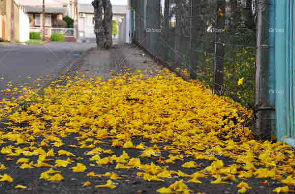 flores e flores caídas