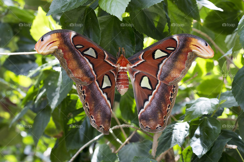 Snake headed butterfly