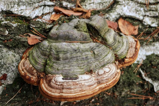 Bracket fungus