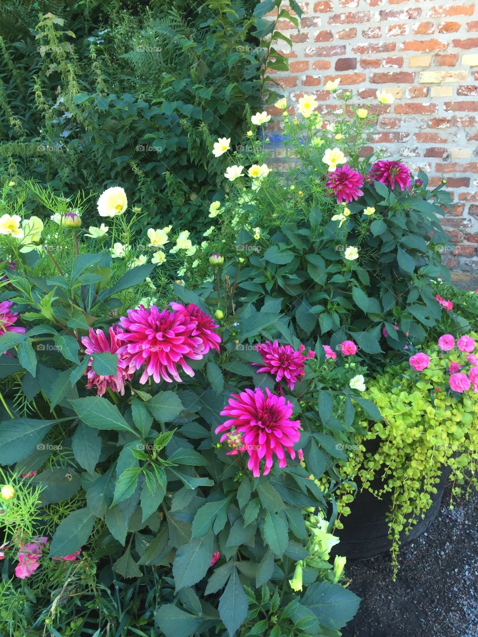 Flowers in front of a brick wall