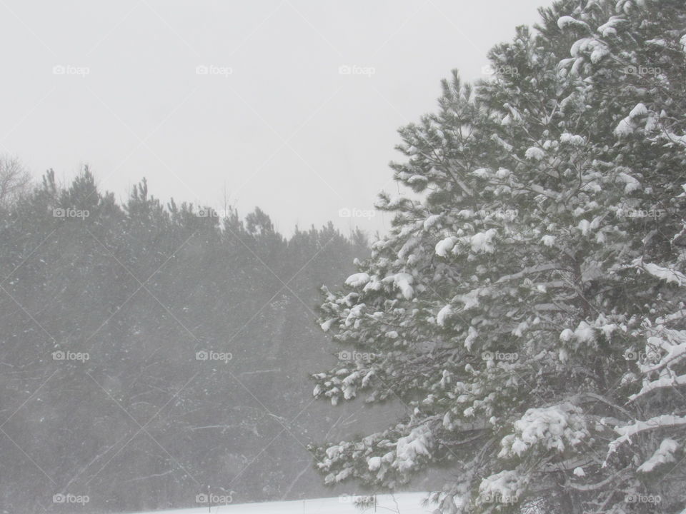 Forest during a snow storm