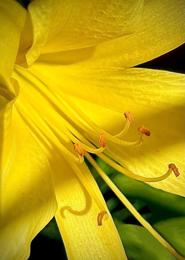 Yellow Daylily