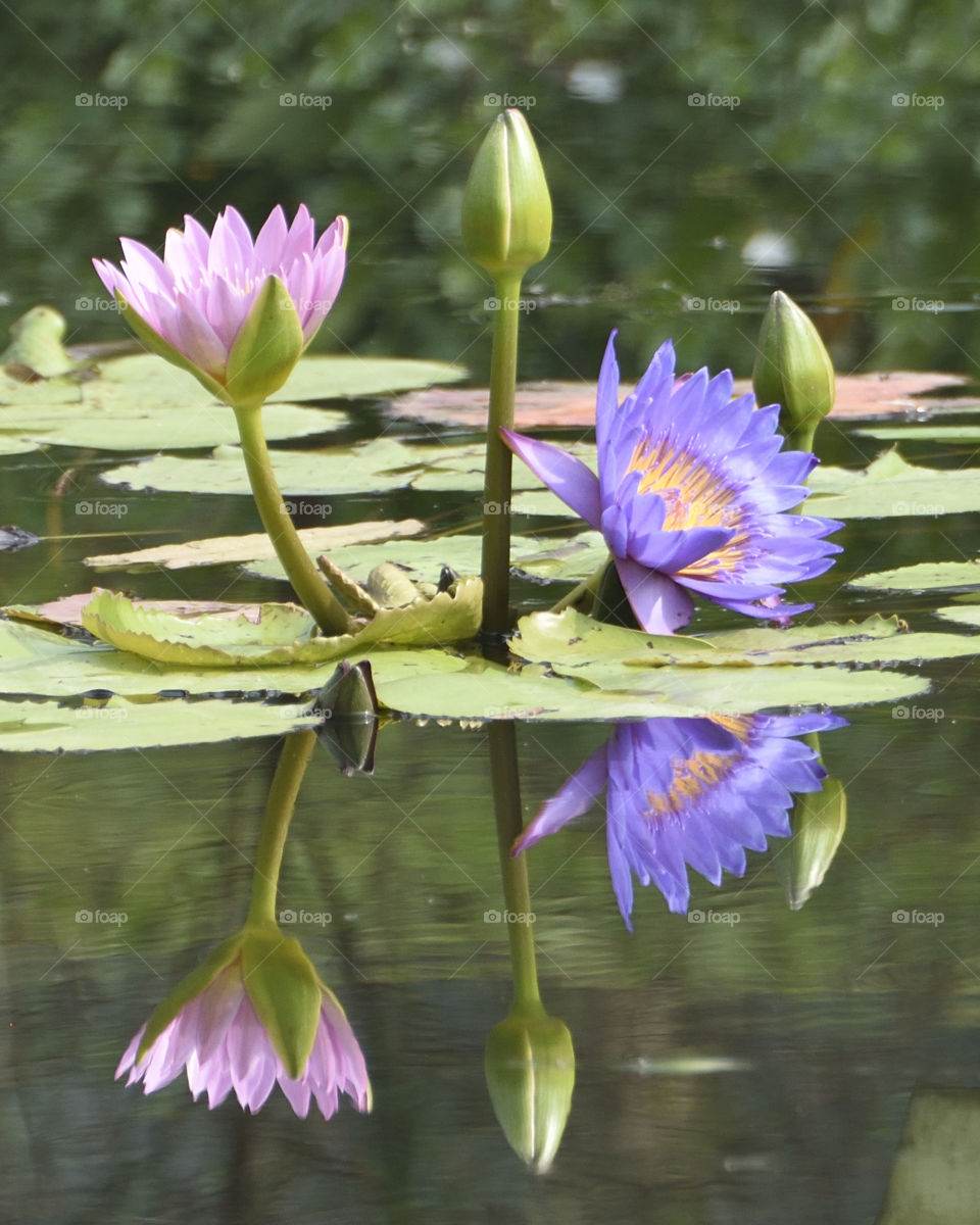 Water Lily