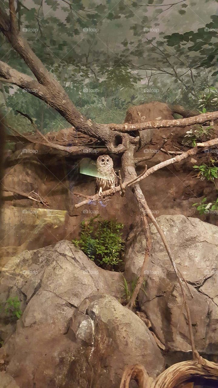 Zoo owl