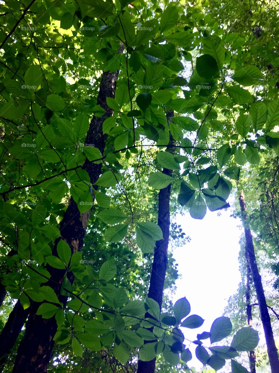 Morning walk in the woods, upwards view