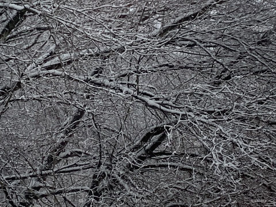 tree branches with snow