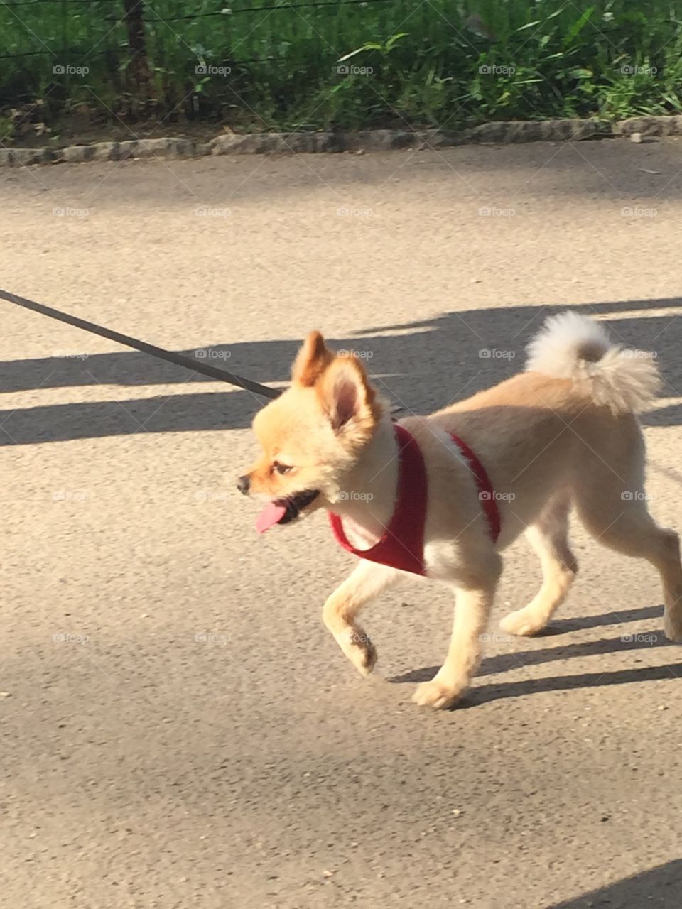 A Walk In The Park. A small dog being walked