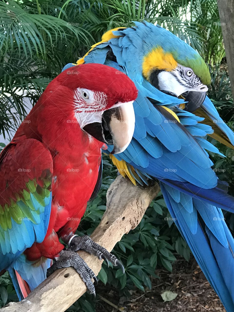 Colorful parrots on branch