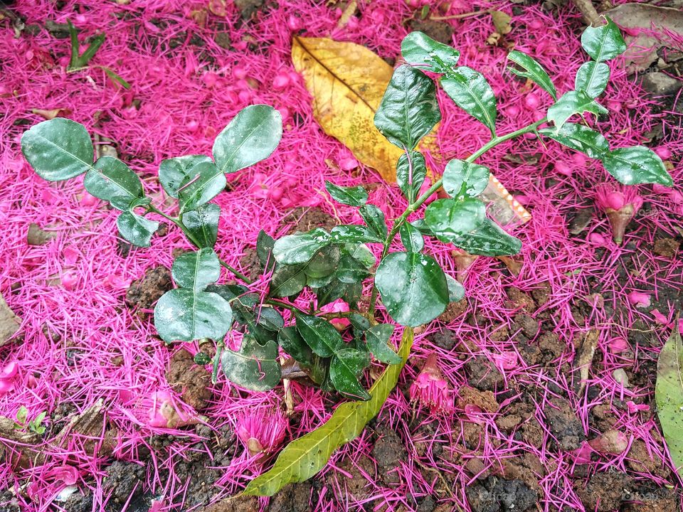 Bergamot on the rose apple flowers