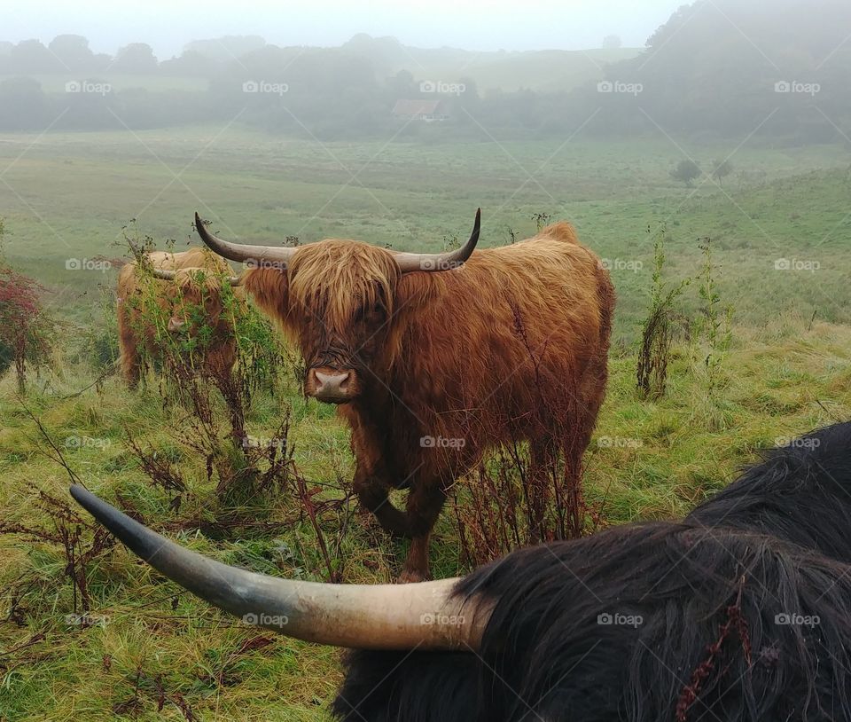 bull rind Schottland highland weise Nebel Weide