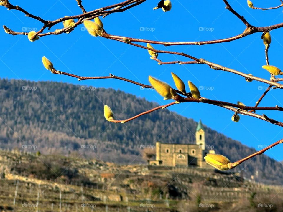 Spring landscape. Italy. Tirano. On the mountain stands the ancient castle of Castello Grumello. Vineyards grow all over the mountain and begin to turn green. In the foreground is a tree branch with swollen buds