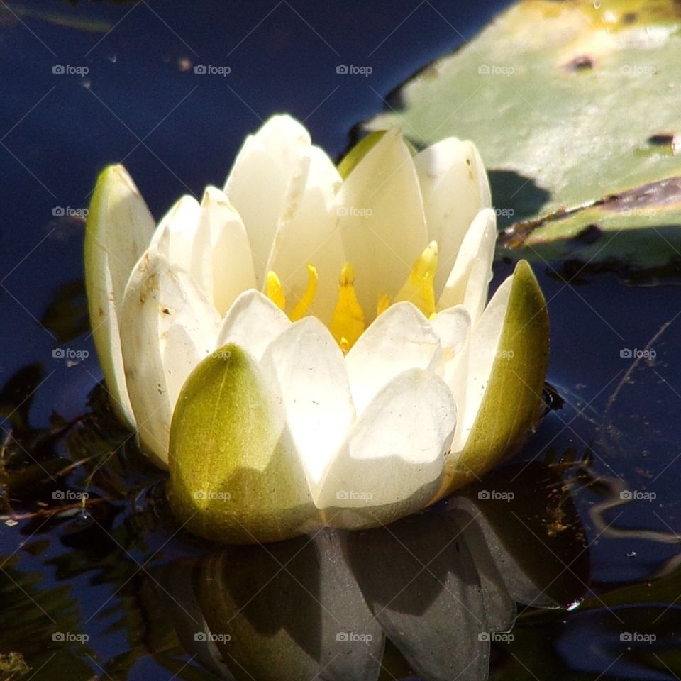 Water Lilly 