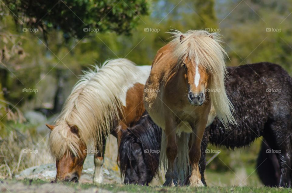 Two hairy happy, shetlandponies