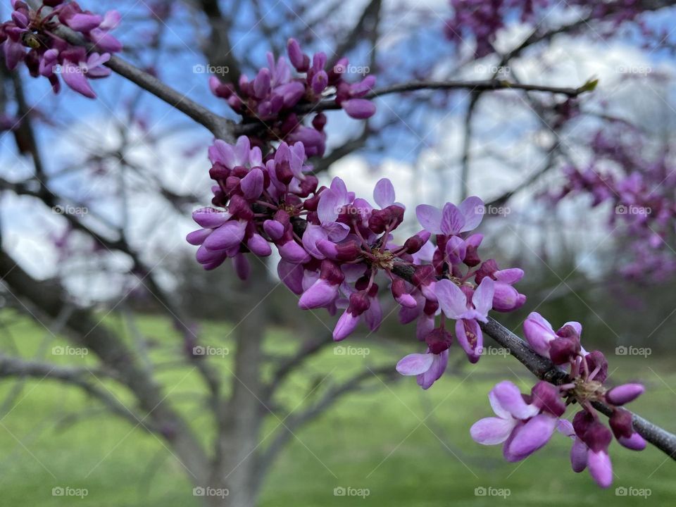 Flowers on a branch 