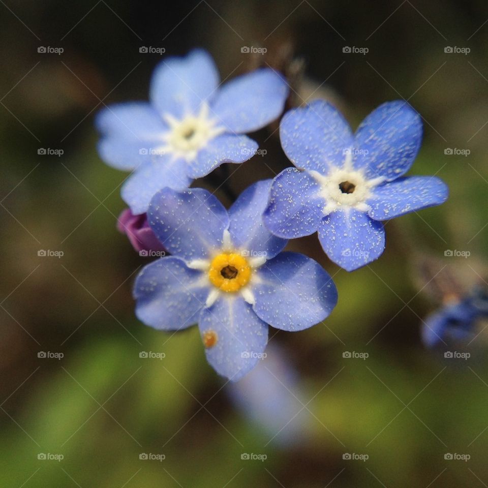 Close-up of blooming flower