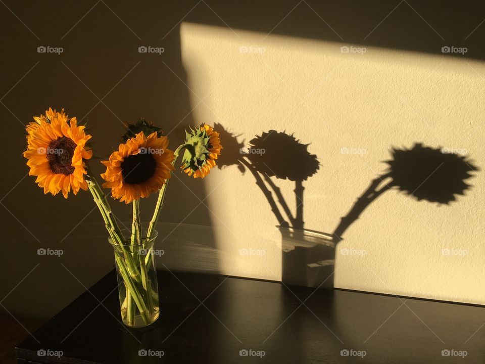 Sunflowers and their shadows