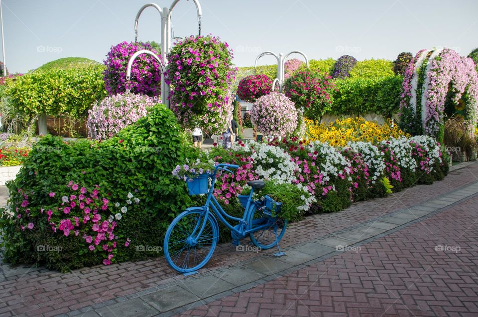 Urban nature Plants Dubai