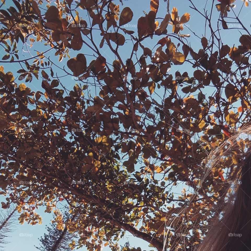 Leaf, Fall, Tree, Branch, Season