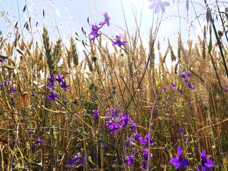Flowers on the field