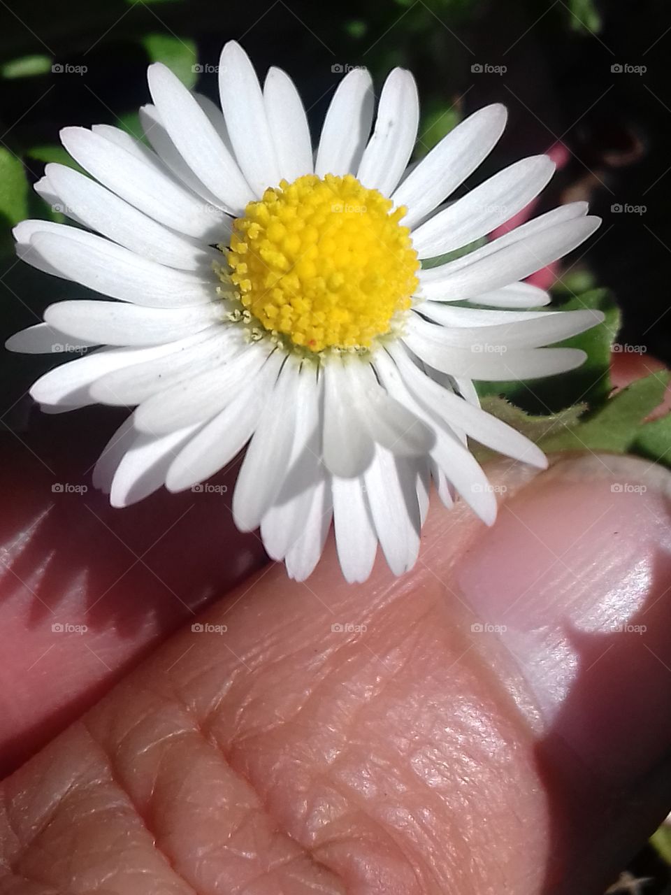 spring flowers