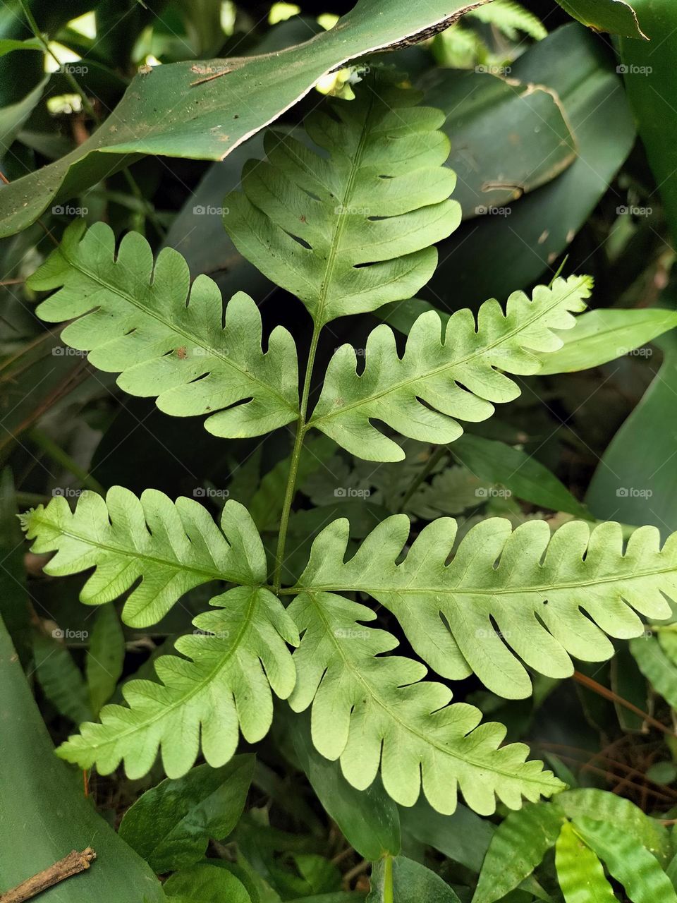 image of leaves of a fern in the mountains