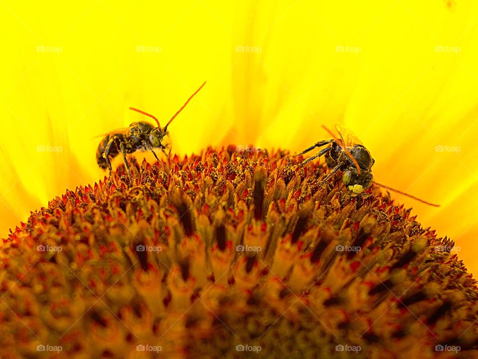 Sunflower bees